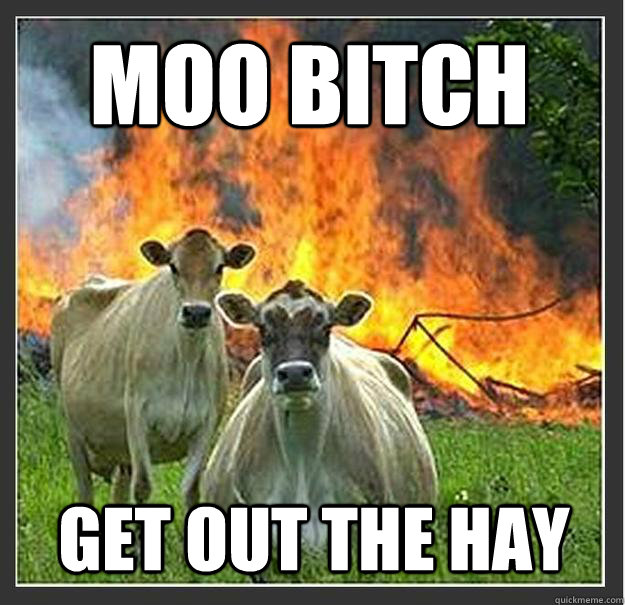 Moo bitch Get out the hay   Evil cows