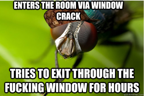 enters the room via window crack Tries to exit through the fucking window for hours  