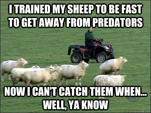 I trained my sheep to be fast to get away from predators Now I can't catch them when... well, ya know - I trained my sheep to be fast to get away from predators Now I can't catch them when... well, ya know  Welsh Problems