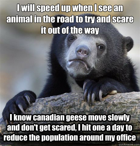 I will speed up when I see an animal in the road to try and scare it out of the way I know canadian geese move slowly and don't get scared, I hit one a day to reduce the population around my office - I will speed up when I see an animal in the road to try and scare it out of the way I know canadian geese move slowly and don't get scared, I hit one a day to reduce the population around my office  Confession Bear