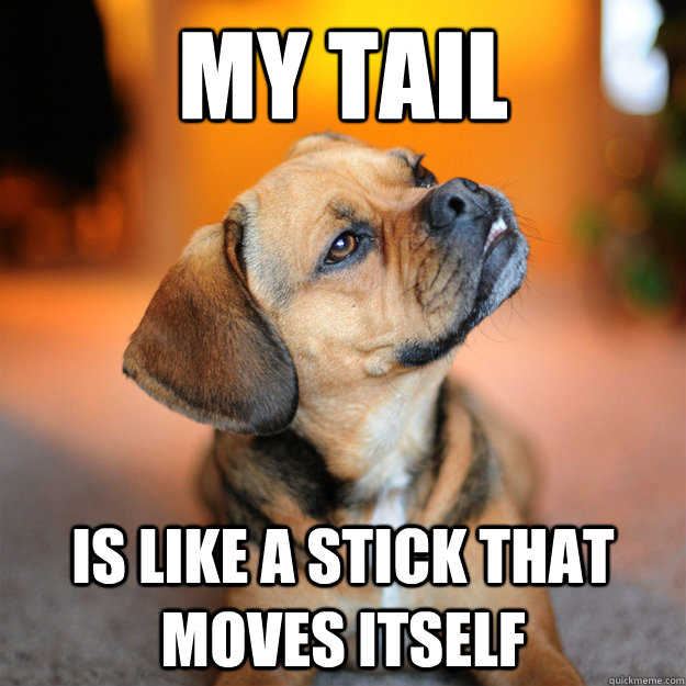 My Tail Is like a stick that moves itself  10 Dog