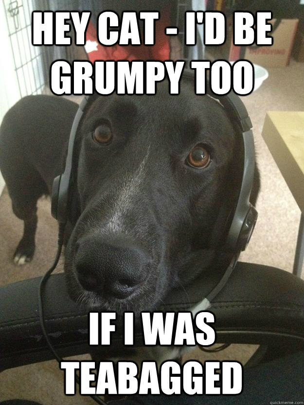 Hey Cat - I'd Be grumpy too If I was teabagged  Gamer Dog