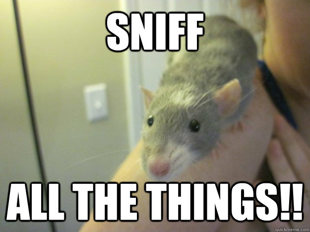 Sniff All the things!!  Rat Sniffer