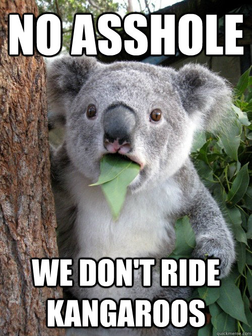 No asshole we don't ride kangaroos - No asshole we don't ride kangaroos  koala bear