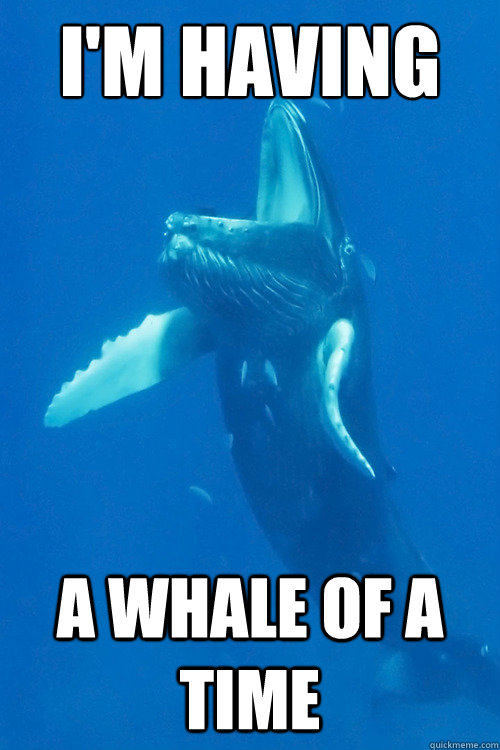 I'm Having A WHALE of a time - I'm Having A WHALE of a time  Whale Of A Time