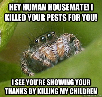 Hey human housemate! I killed your pests for you! I see you're showing your thanks by killing my children - Hey human housemate! I killed your pests for you! I see you're showing your thanks by killing my children  Misunderstood Spider