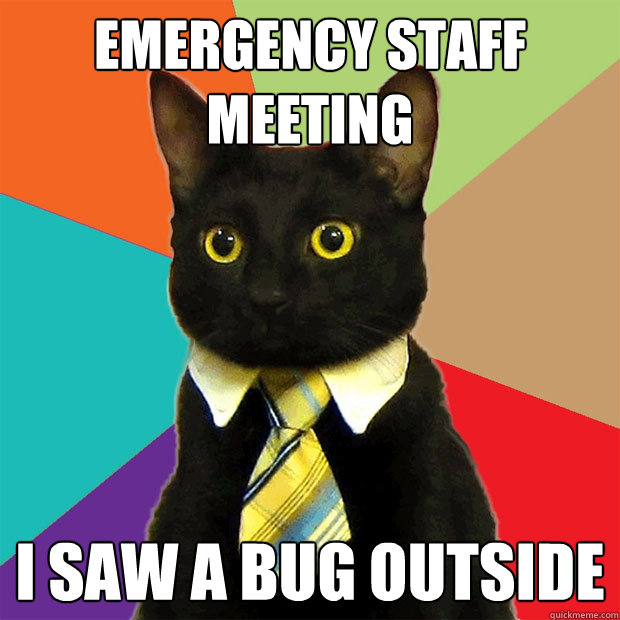 emergency staff meeting i saw a bug outside  Business Cat