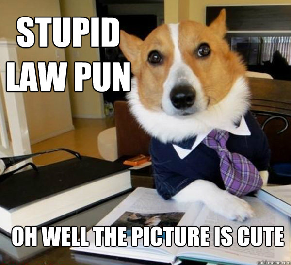 Stupid law pun Oh well the picture is cute   Lawyer Dog