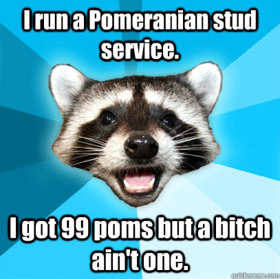 I run a Pomeranian stud service. I got 99 poms but a bitch ain't one. - I run a Pomeranian stud service. I got 99 poms but a bitch ain't one.  Lame Pun Coon