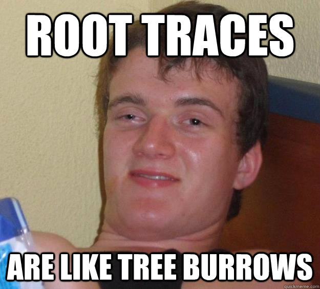 root traces Are like tree burrows - root traces Are like tree burrows  10 Guy