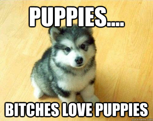 Puppies.... Bitches love puppies  Baby Courage Wolf