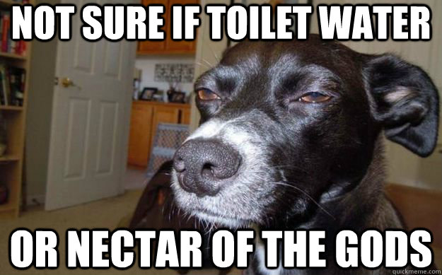 Not sure if toilet water or Nectar of the gods  Skeptical Mutt