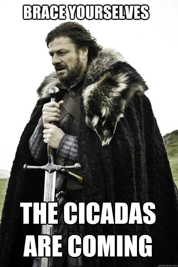 brace yourselves The cicadas are coming  Winter is coming