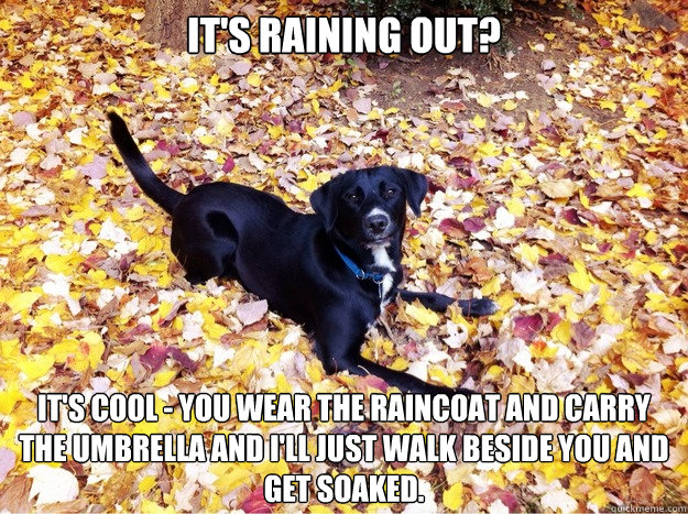 it's raining out? it's cool - you wear the raincoat and carry the umbrella and i'll just walk beside you and get soaked. - it's raining out? it's cool - you wear the raincoat and carry the umbrella and i'll just walk beside you and get soaked.  Guilt Giving Good Dog