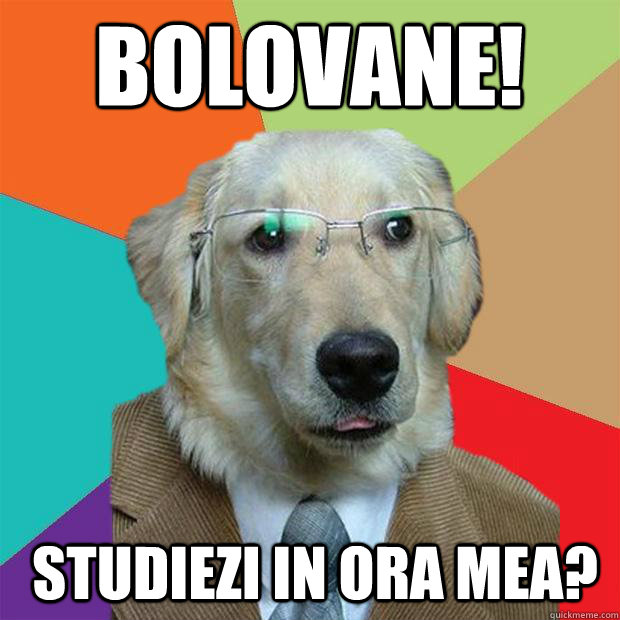 BOLOVANE! studiezi in ora mea?  Business Dog