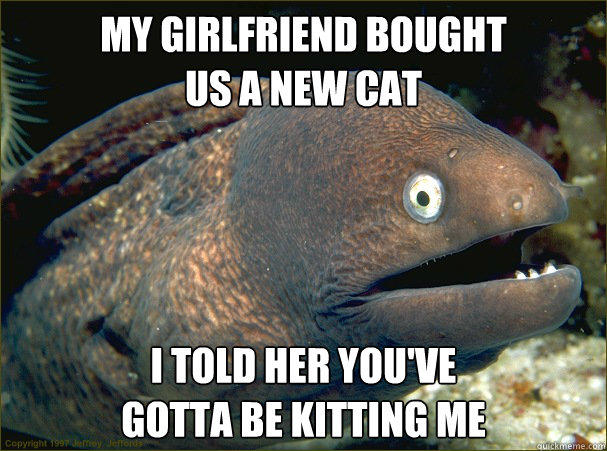 My girlfriend bought
us a new cat I told her you've
gotta be kitting me  