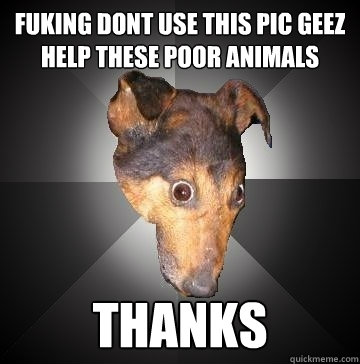 fuking dont use this pic geez help these poor animals thanks  - fuking dont use this pic geez help these poor animals thanks   Depression Dog