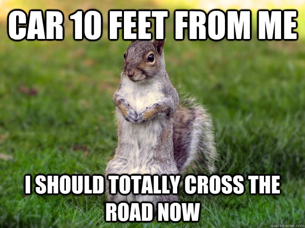 car 10 feet from me i should totally cross the road now  Plotting Squirrel
