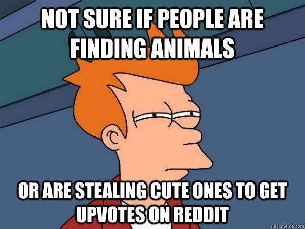 Not sure if people are finding animals Or are stealing cute ones to get upvotes on Reddit - Not sure if people are finding animals Or are stealing cute ones to get upvotes on Reddit  Futurama Fry