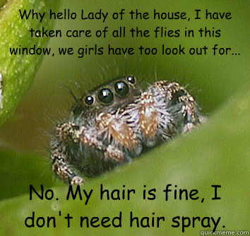 Why hello Lady of the house, I have taken care of all the flies in this window, we girls have too look out for... No. My hair is fine, I don't need hair spray.  Misunderstood Spider