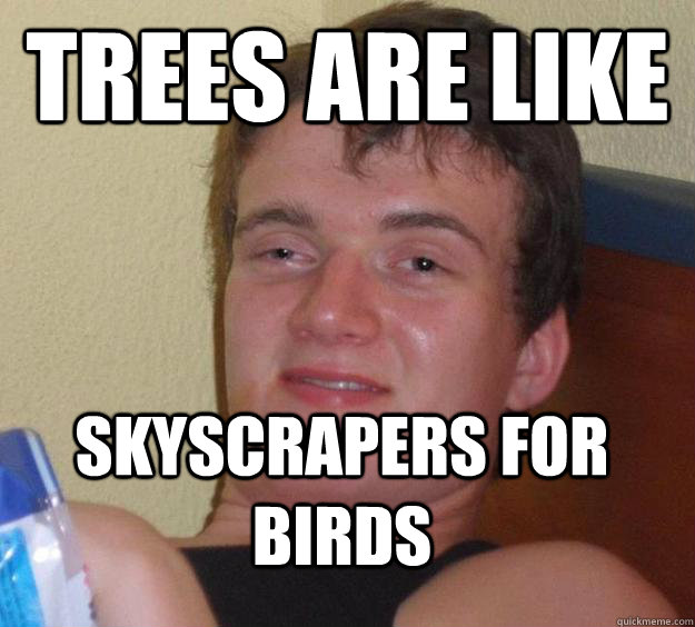 Trees are like  skyscrapers for birds  10 Guy