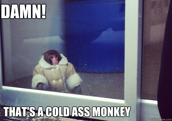 DAMN! That's a cold ass monkey  