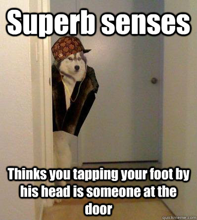 Superb senses Thinks you tapping your foot by his head is someone at the door  Scumbag dog