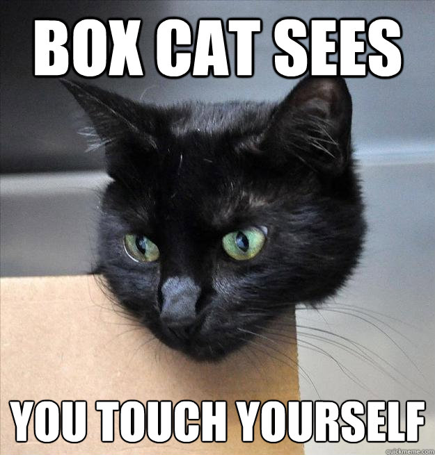 box cat sees you touch yourself - box cat sees you touch yourself  Box Cat Sees