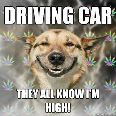 Driving Car They all know I'm high!  Stoner Dog