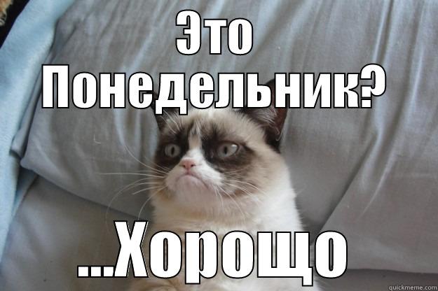 ЭТО ПОНЕДЕЛЬНИК? ...ХОРОЩО Grumpy Cat