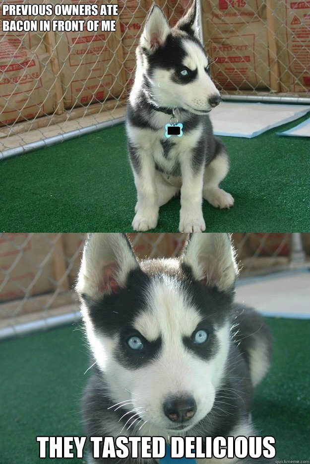 Previous owners ate bacon in front of me They tasted delicious  Insanity puppy