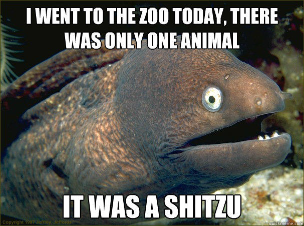I went to the zoo today, there was only one animal  It was a Shitzu   