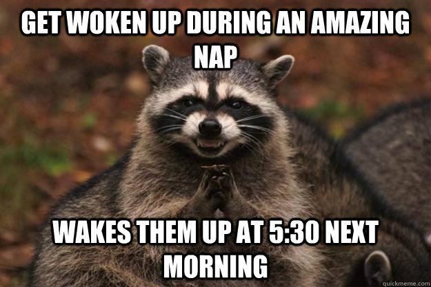 Get woken up during an amazing nap wakes them up at 5:30 next morning  Evil Plotting Raccoon