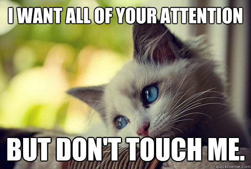 I want all of your attention But don't touch me.  First World Problems Cat