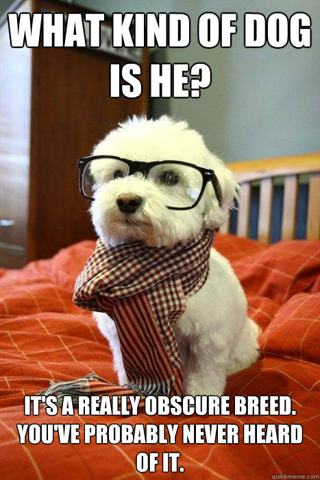 What kind of dog is he? It's a really obscure breed. You've probably never heard of it.  Hipster Dog