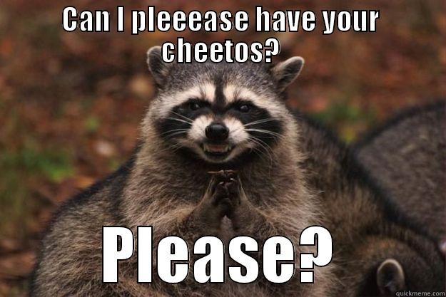 CAN I PLEEEASE HAVE YOUR CHEETOS? PLEASE? Evil Plotting Raccoon