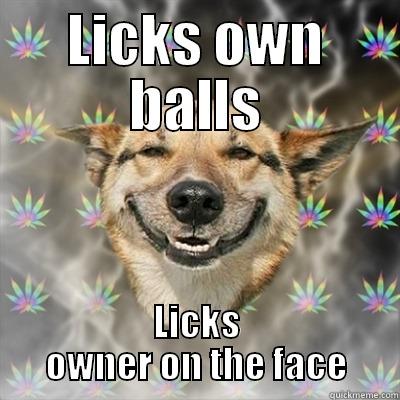 LICKS OWN BALLS LICKS OWNER ON THE FACE Stoner Dog