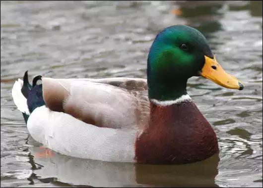 RESPECT PEOPLE UNTIL THEY GIVE YOU A REASON NOT TO RESPECT THEM NOT THE OTHER WAY ROUND Actual Advice Mallard