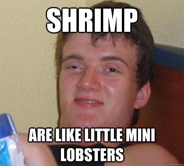 shrimp are like little mini lobsters  10 Guy