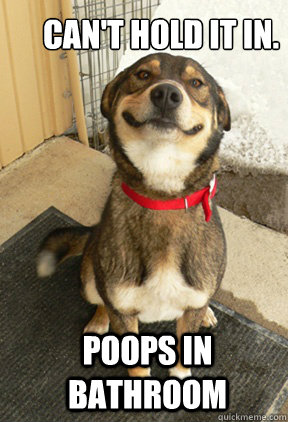 Can't hold it in. Poops in bathroom  Good Dog Greg