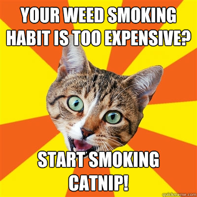 your weed smoking habit is too expensive? start smoking catnip!  Bad Advice Cat