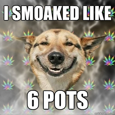 i smoaked like  6 pots  Stoner Dog