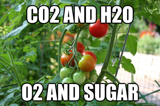 co2 and h2o o2 and sugar  Good Guy Photosynthesis