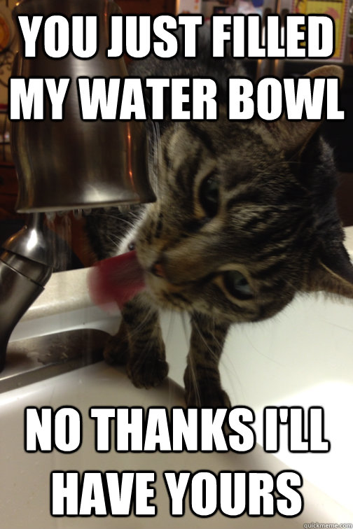 you just filled my water bowl no thanks i'll have yours - you just filled my water bowl no thanks i'll have yours  Misc