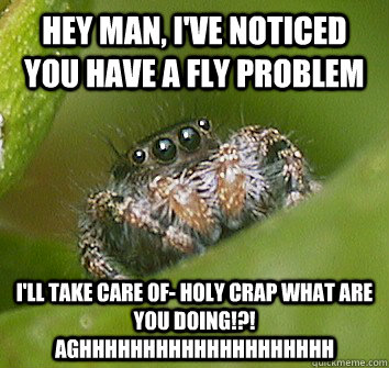 hey man, i've noticed you have a fly problem i'll take care of- holy crap what are you doing!?! aghhhhhhhhhhhhhhhhhhhh  Misunderstood Spider