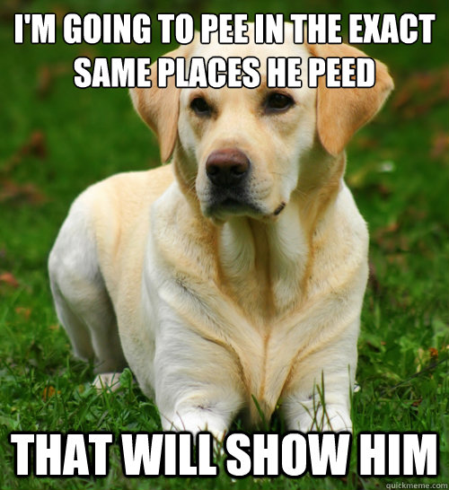 I'm going to pee in the exact same places he peed That will show him  Dog Logic