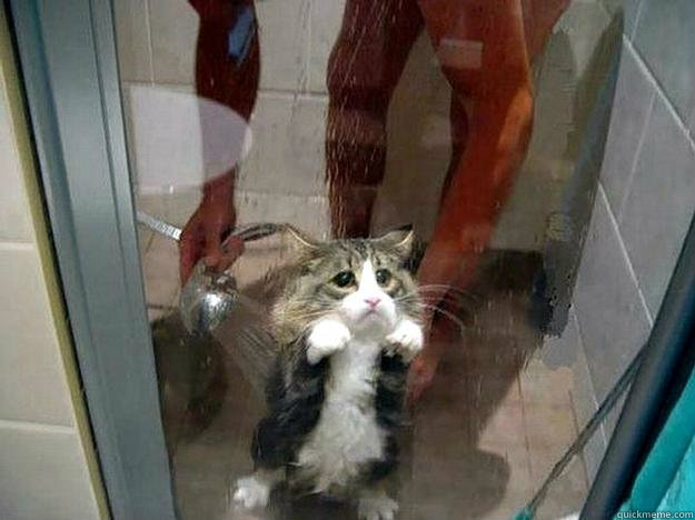   -    Shower kitty