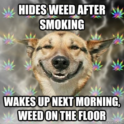 Hides weed after smoking Wakes up next morning, weed on the floor  Stoner Dog