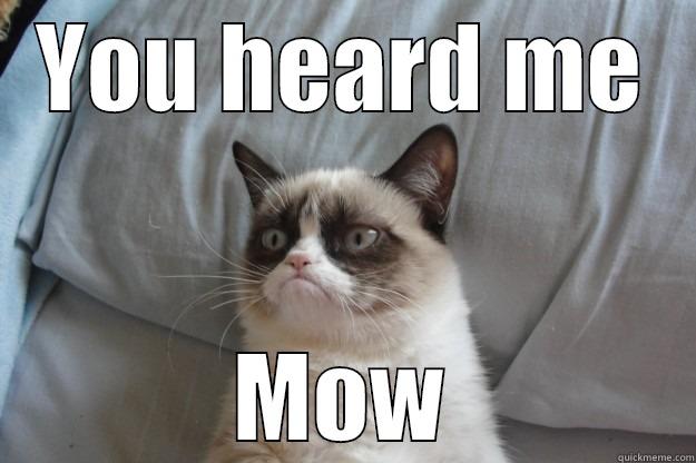 YOU HEARD ME MOW Grumpy Cat