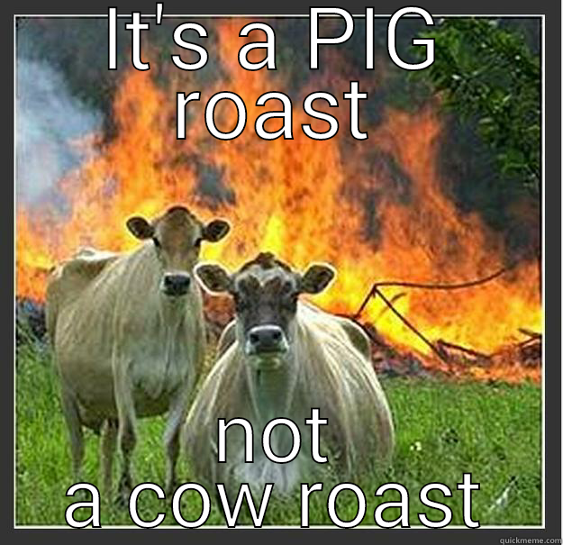 WAIT, WAIT!! - IT'S A PIG ROAST NOT A COW ROAST Evil cows